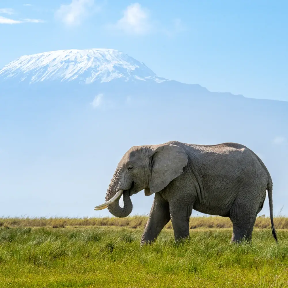 Elephant walking through the grass, with blue skies and Kilimanjaro in the background