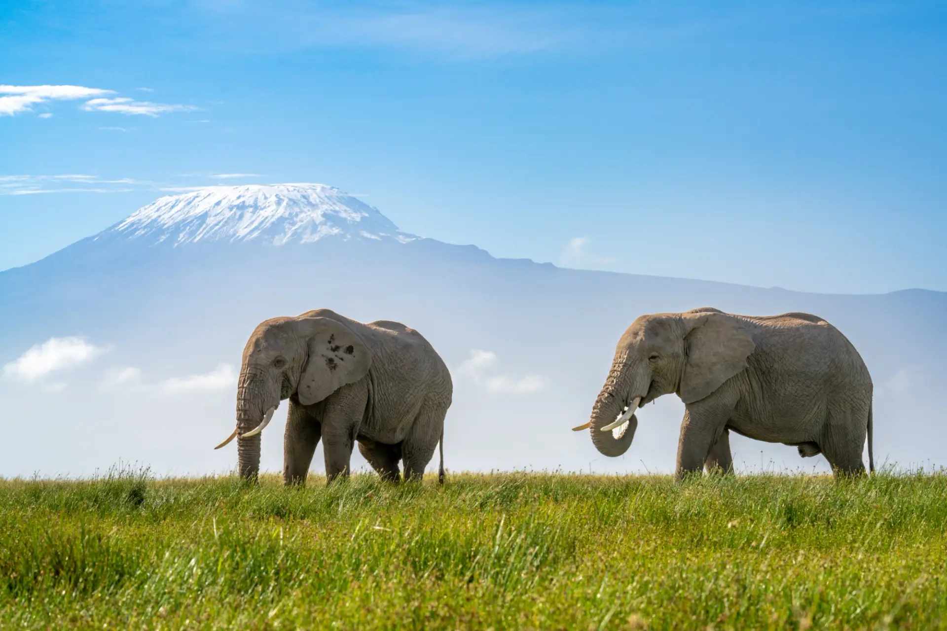 Elephants in front of Kilimanjaro