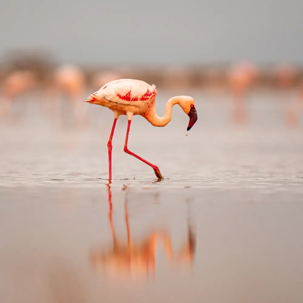 Flamingo standing in reflective water, one foot raised