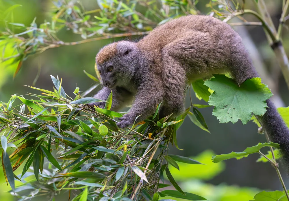 A lemur is on a branch collecting bamboo, surrounded by greenery