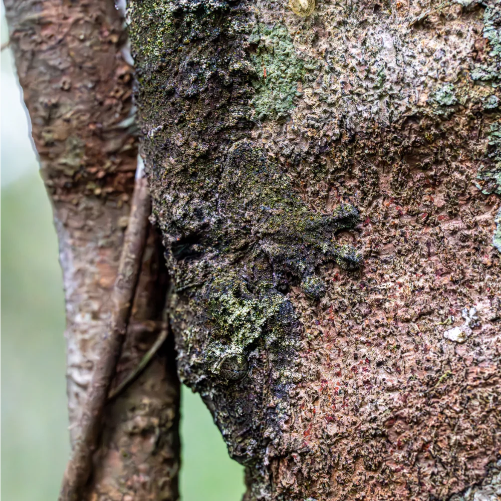 A broad leaf gecko clinging to and blending in with a tree