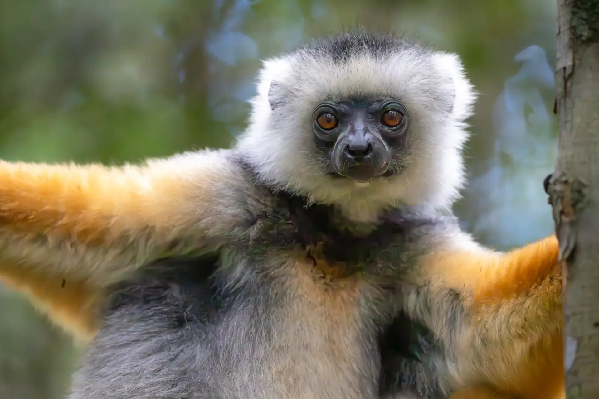 Close up of a colorful sifaka in a tree