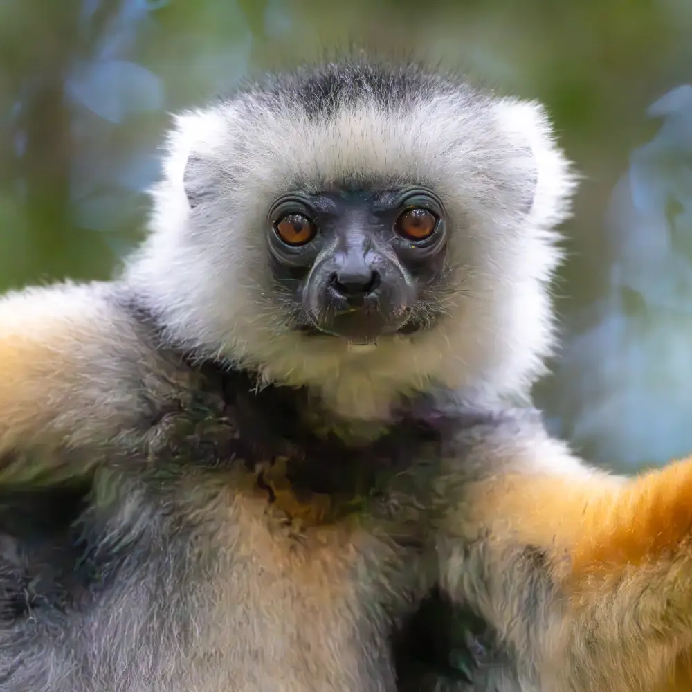 Close up of a Sifaka