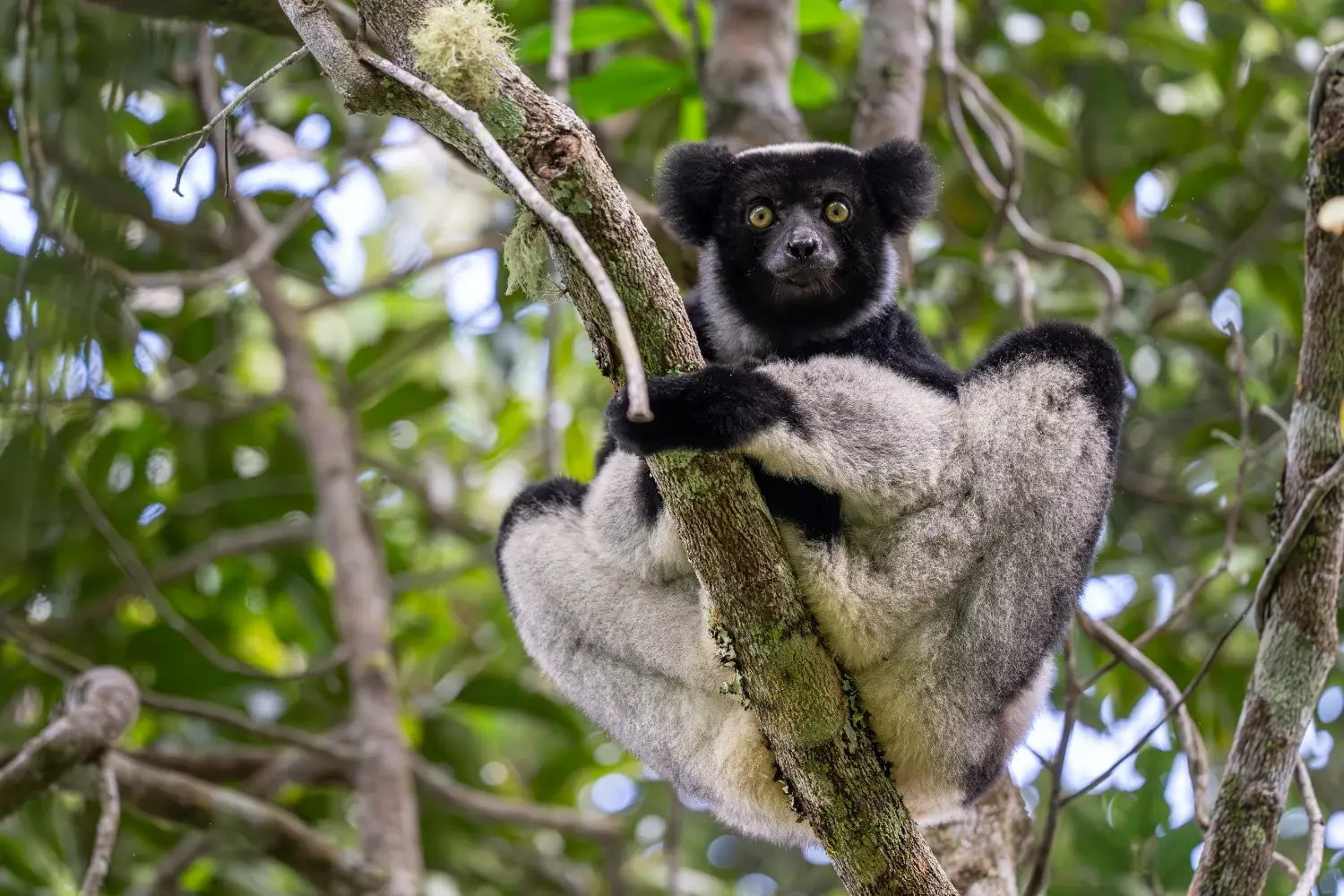 Lemur on a branch looking down at the camera