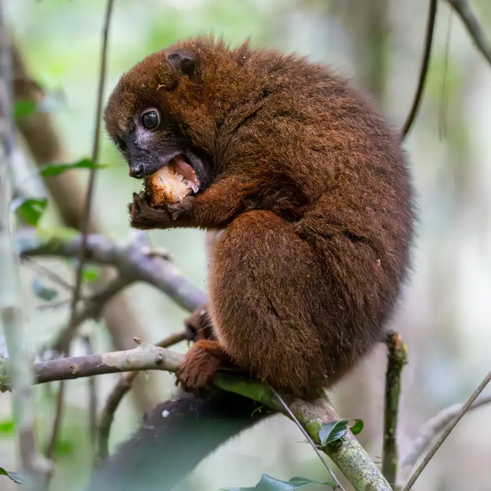 Close up of a red bellied lemur eating fruit