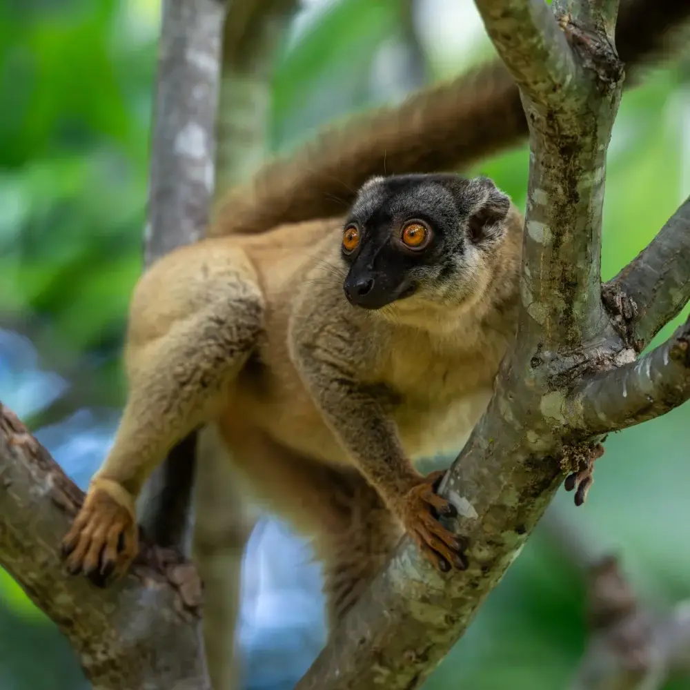 Common brown lemur climbing a tree