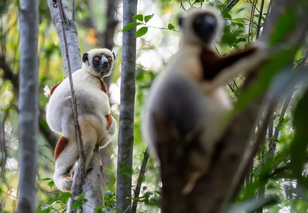Two sifakas in a tree, on close and one further away with the camera focused on the latter