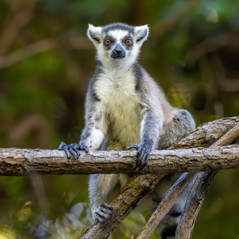 An alert ring tailed lemur sits on a branch, looking at the camera