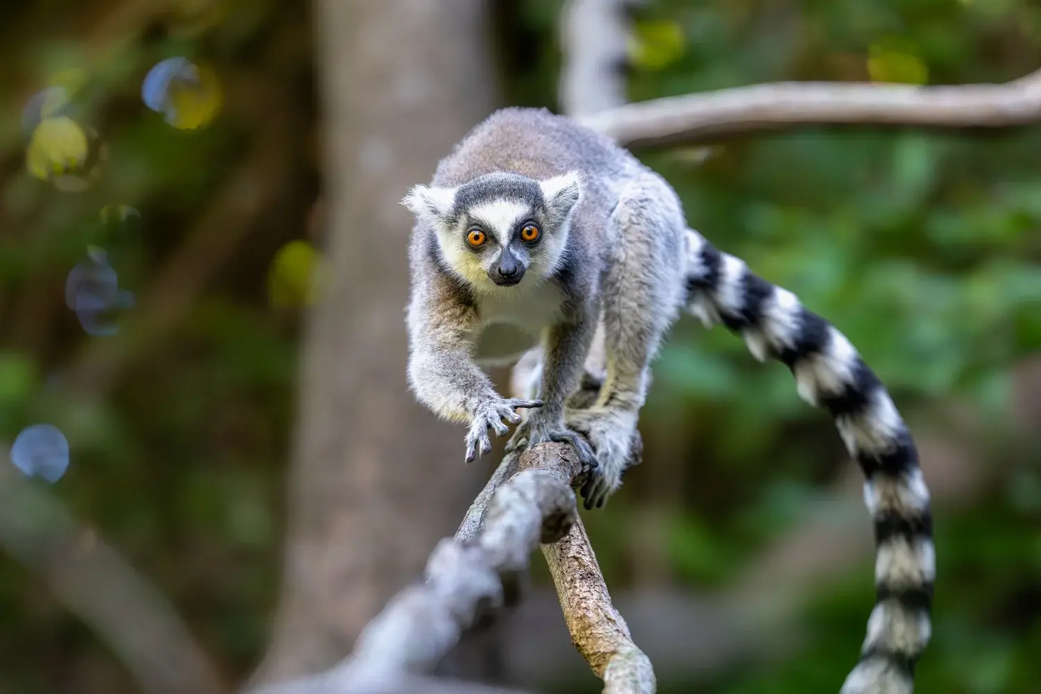 Ring tailed lemur walking on a branch towards the camera