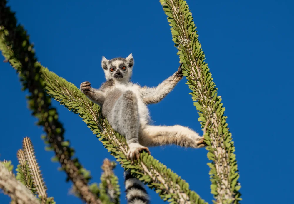 Ring tailed lemur between two branches in spiny forest