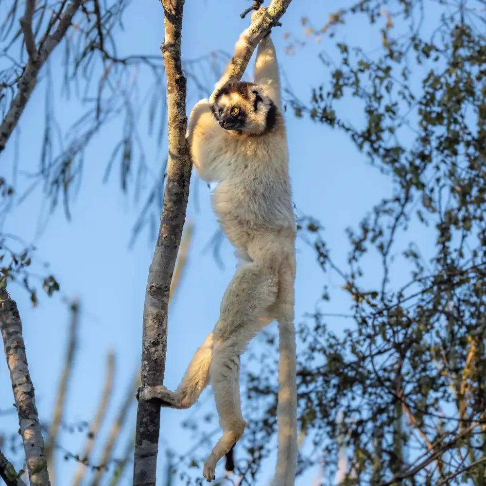 A sifaka dangling from a tree limb