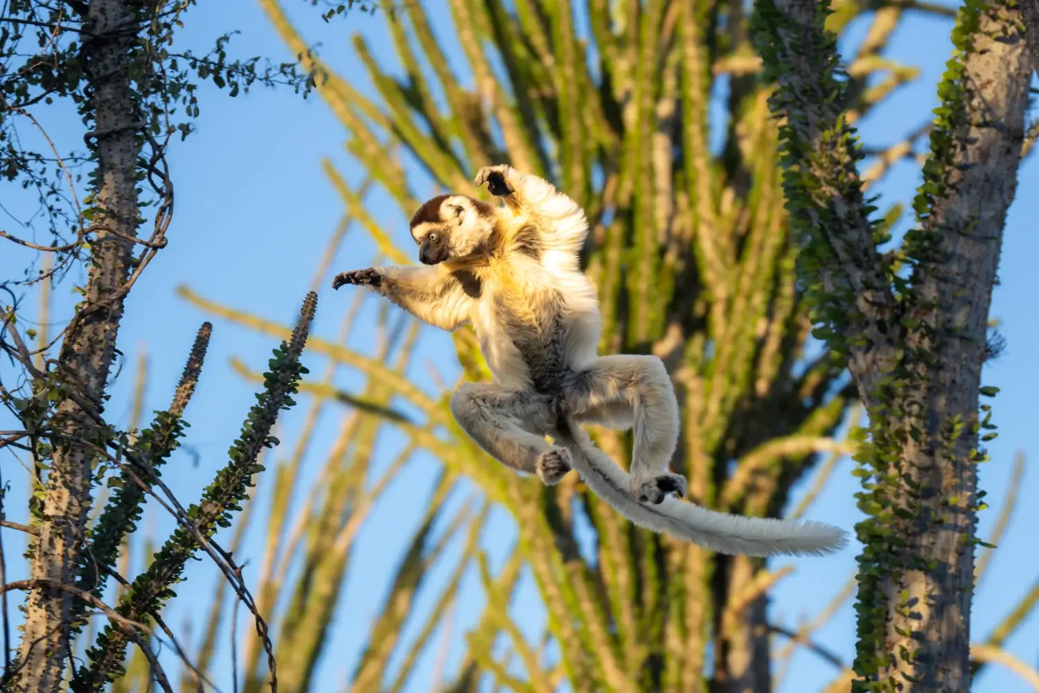 Sifaka jumping from tree to tree