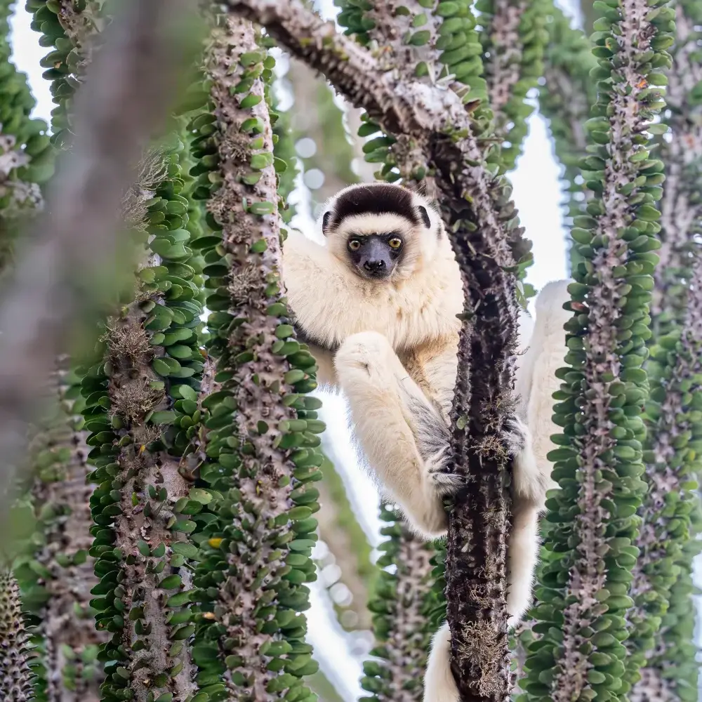 Close up of a Sifaka in spiny forest looking at the camera