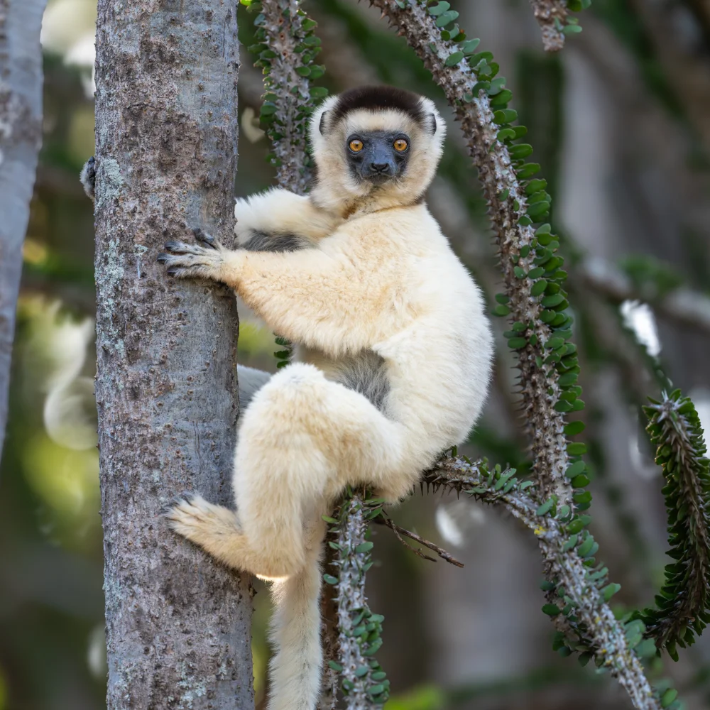 Close up of a Sifaka in spiny forest looking at the camera