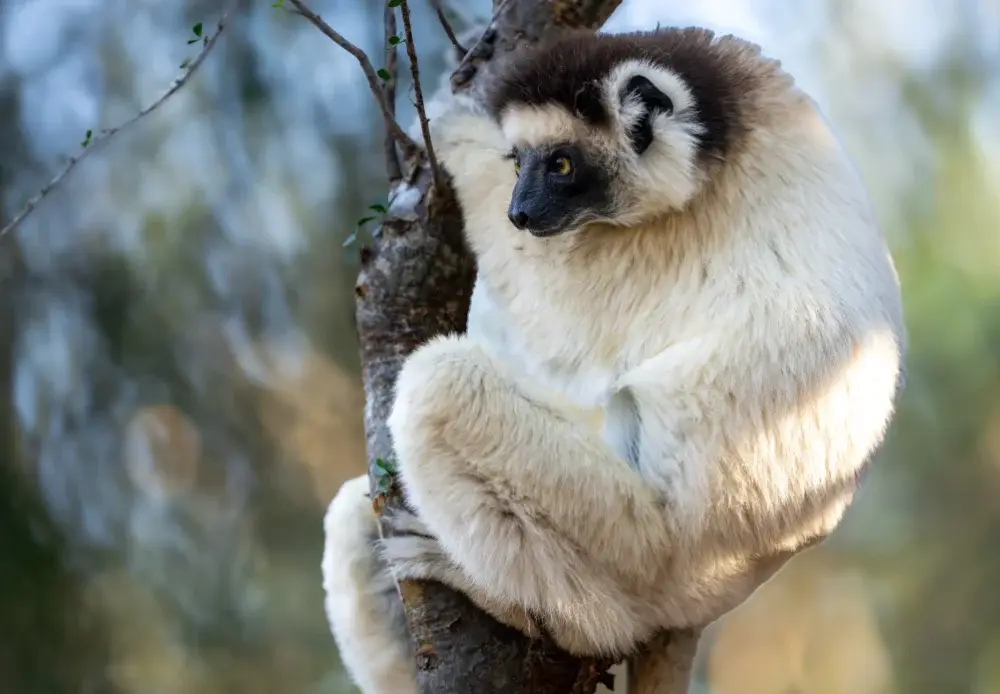 Close up of a Sifaka in spiny forest