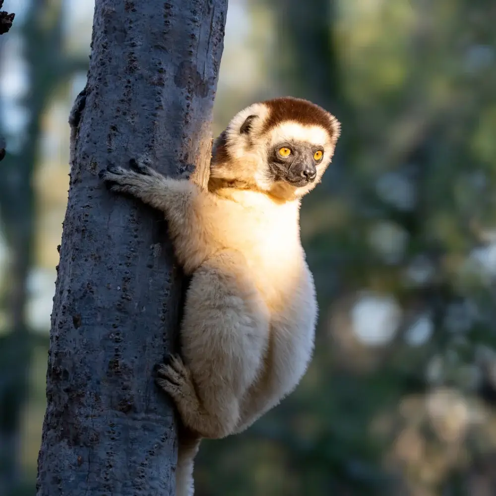 Sifaka sunbathing on a tree in spiny forest