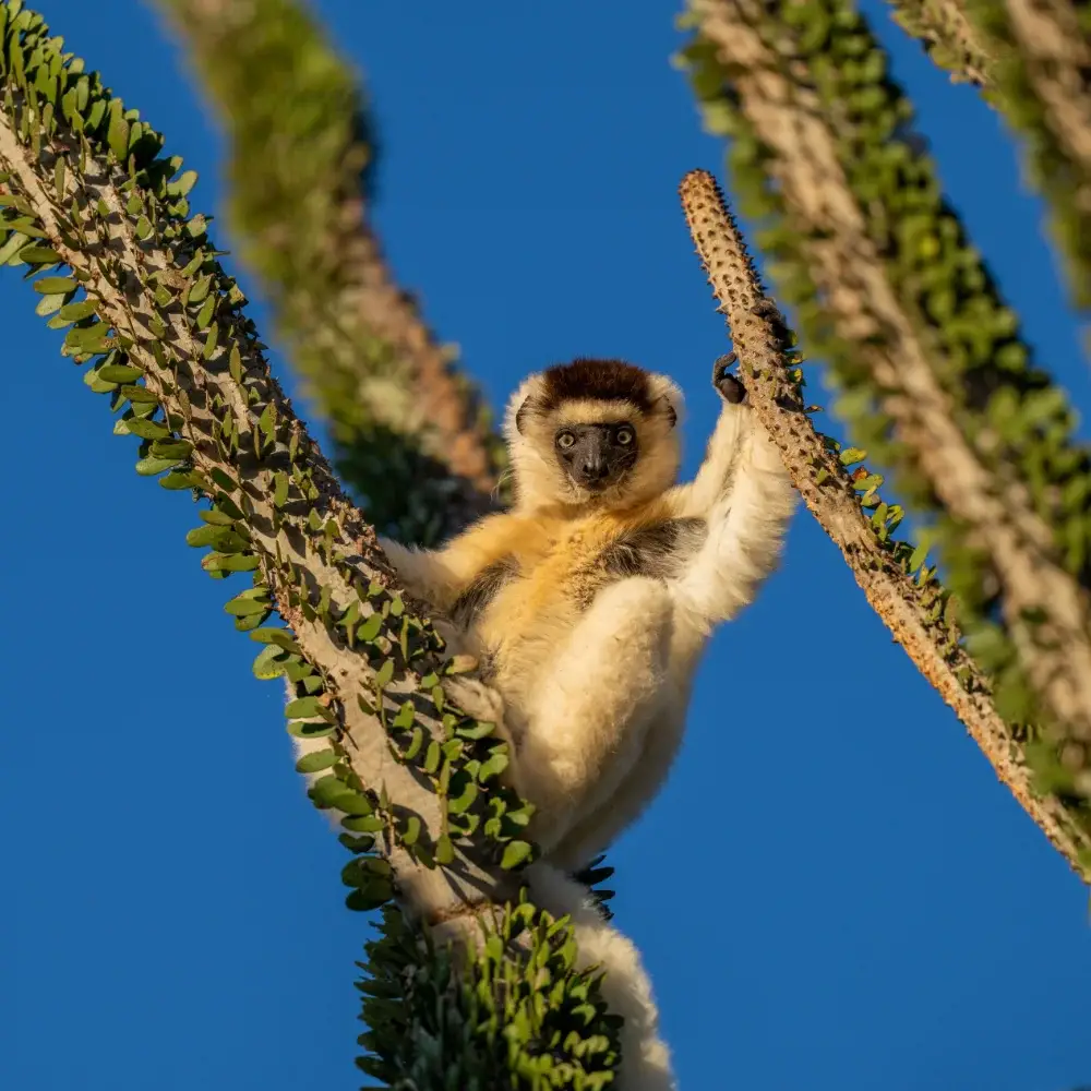 Sifaka in spiny forest