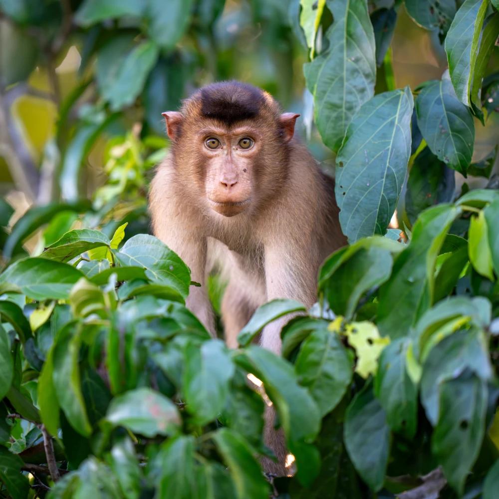 Pig tailed macaque surrounded by greenery, looking at the camera
