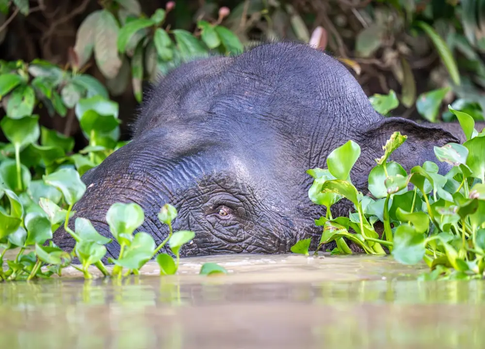 Close up of a Pygmy elephant submerged and peeking out from the water with lush greenery surrounding. Only the eye and above is visible