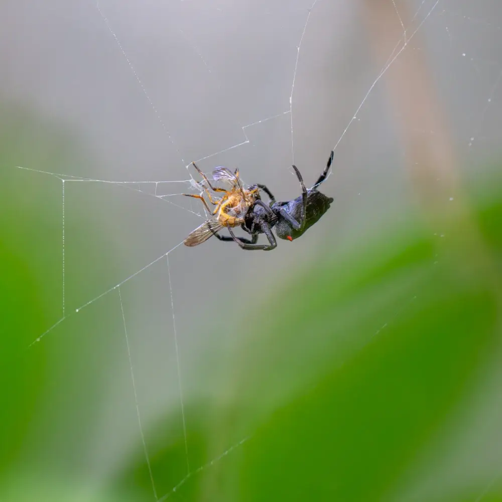 Spider with kill stuck in the web
