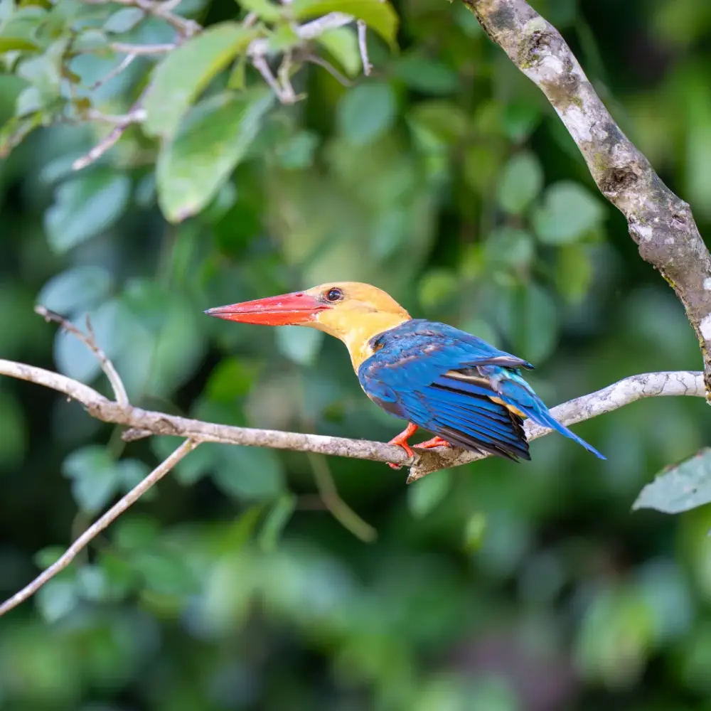 Stork billed Kingfisher on a branch surrounded by greenery