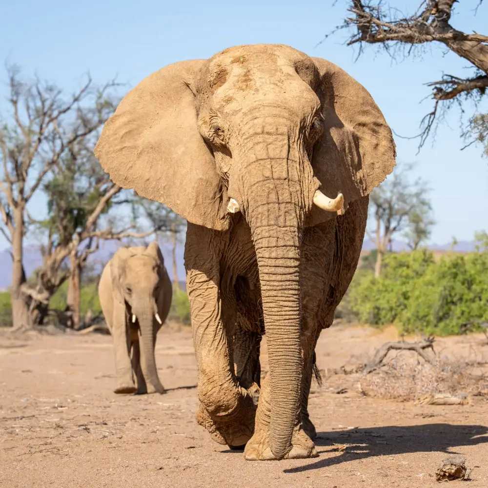 An adult walking towards the camera with a young elephant directly behind