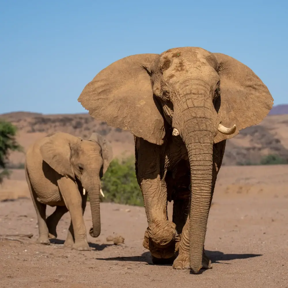 An adult walking towards the camera with a young elephant directly behind