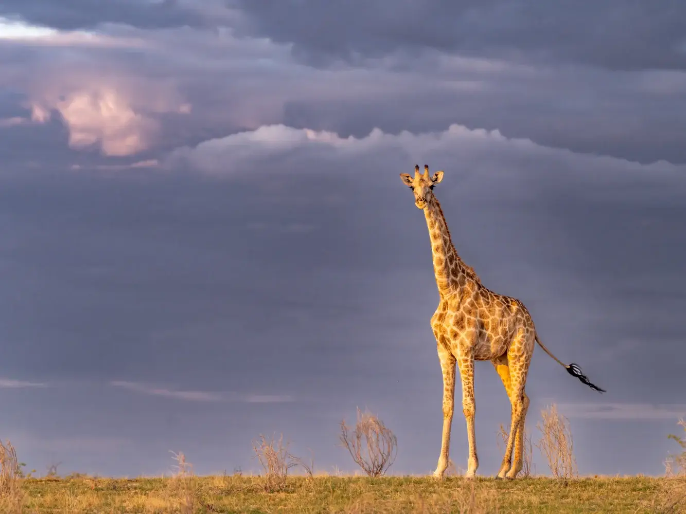 A single giraffes with trees behind and storm clouds in the distance.