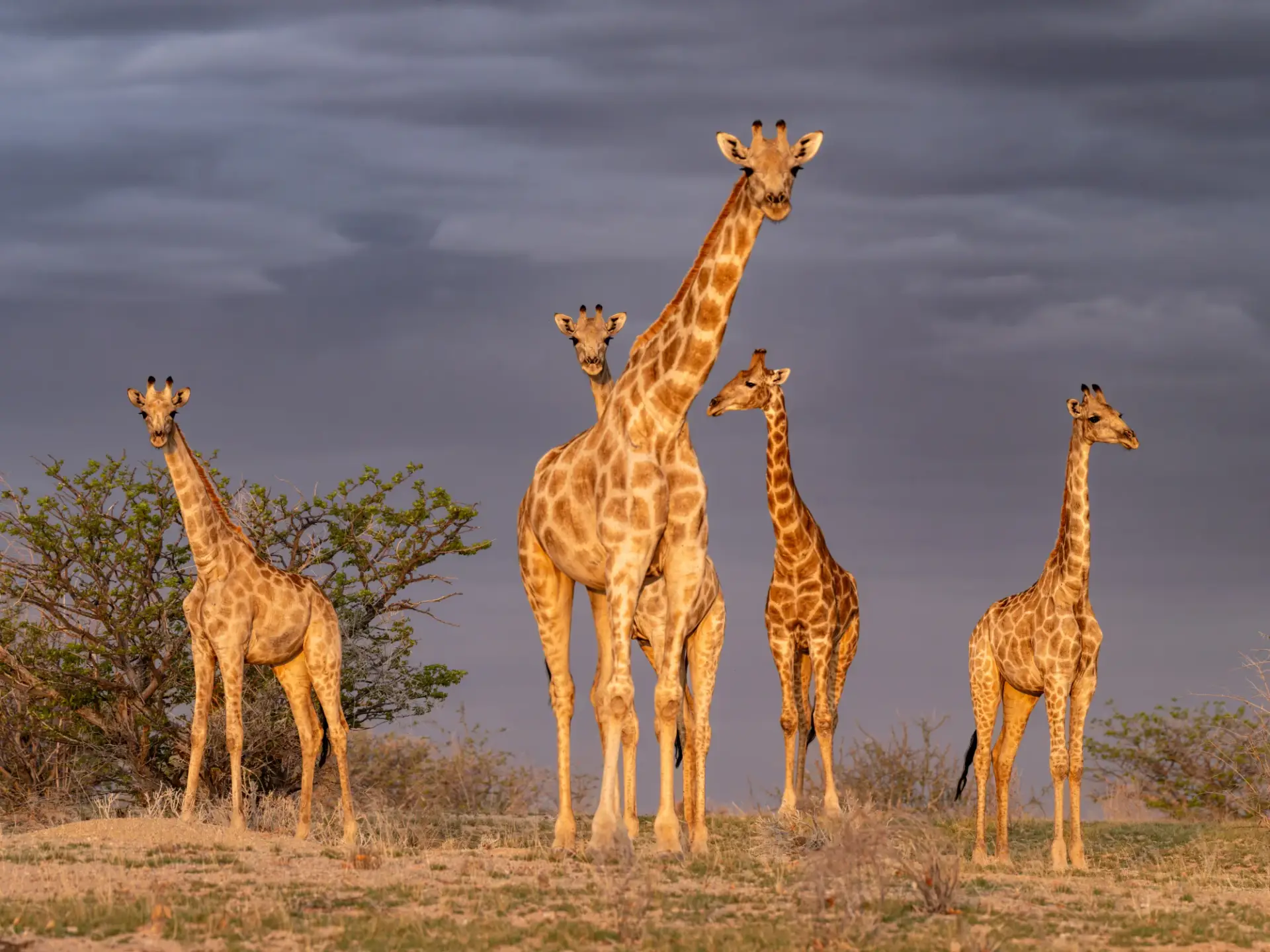 A group of giraffes on grass with trees behind and storm clouds in the distance.