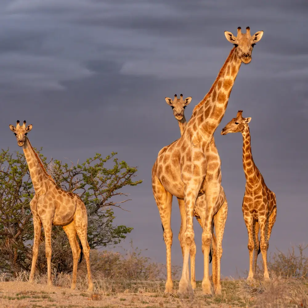A group of giraffes on grass with trees behind and storm clouds in the distance.