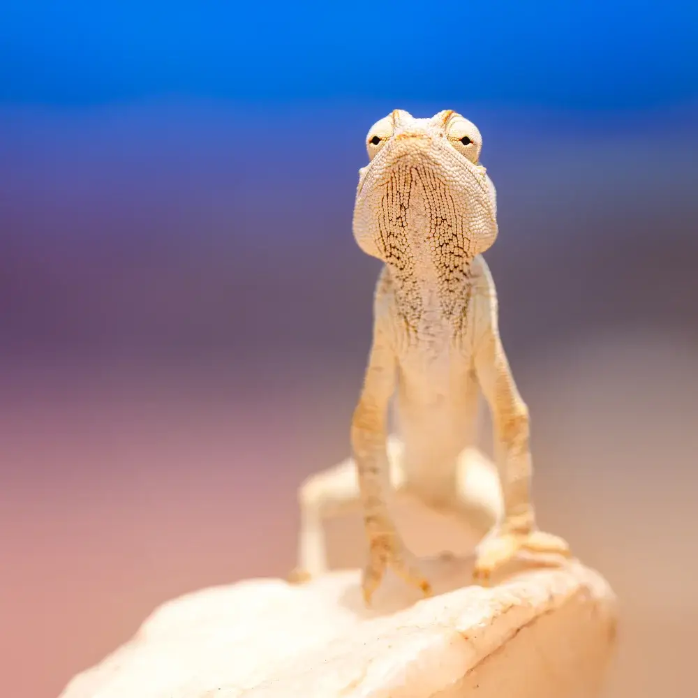 Chameleon perched on a rock looking at the camera