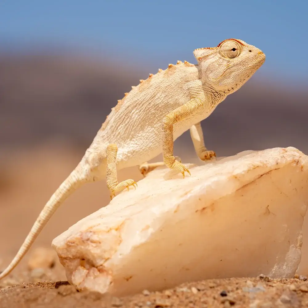 Chameleon perched on a rock