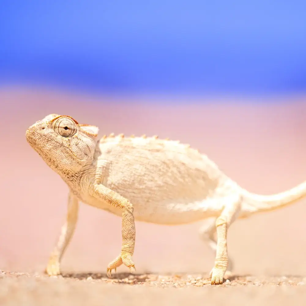 Chameleon walking