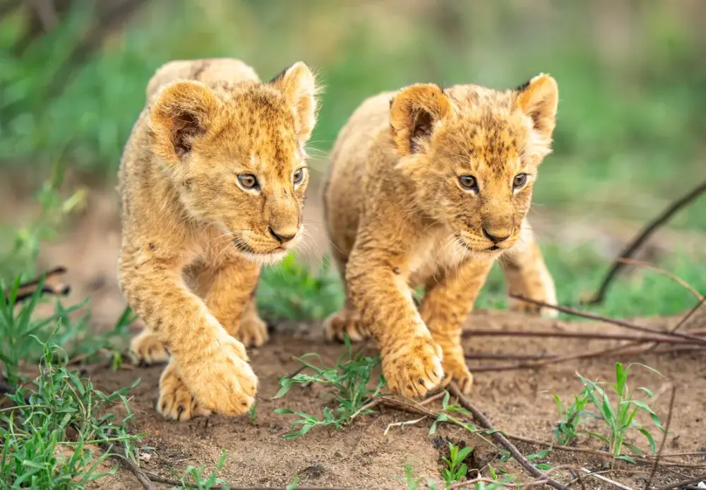 Two lion cubs walking in sync