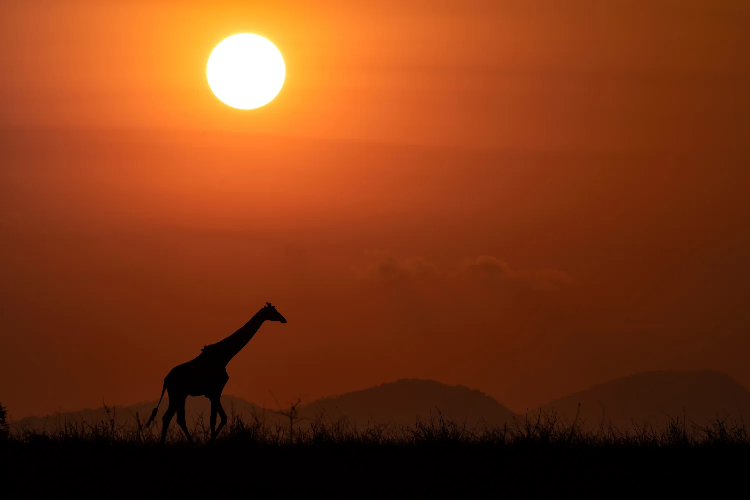 Wide shot of a silhouette of a giraffe against the sunset