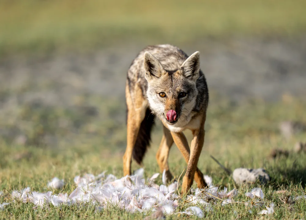 A jackal is looking at the camera, licking it's snout while surrounded by feathers