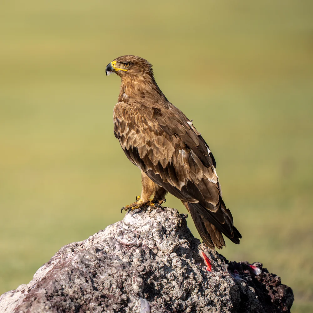 A tawny eagle perched on a rock