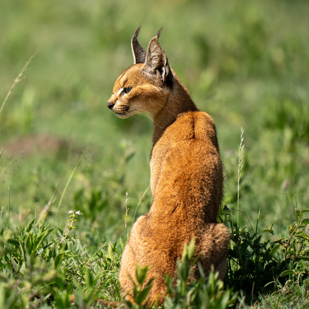 Caracal sitting, back to the camera as it looks over it's shoulder