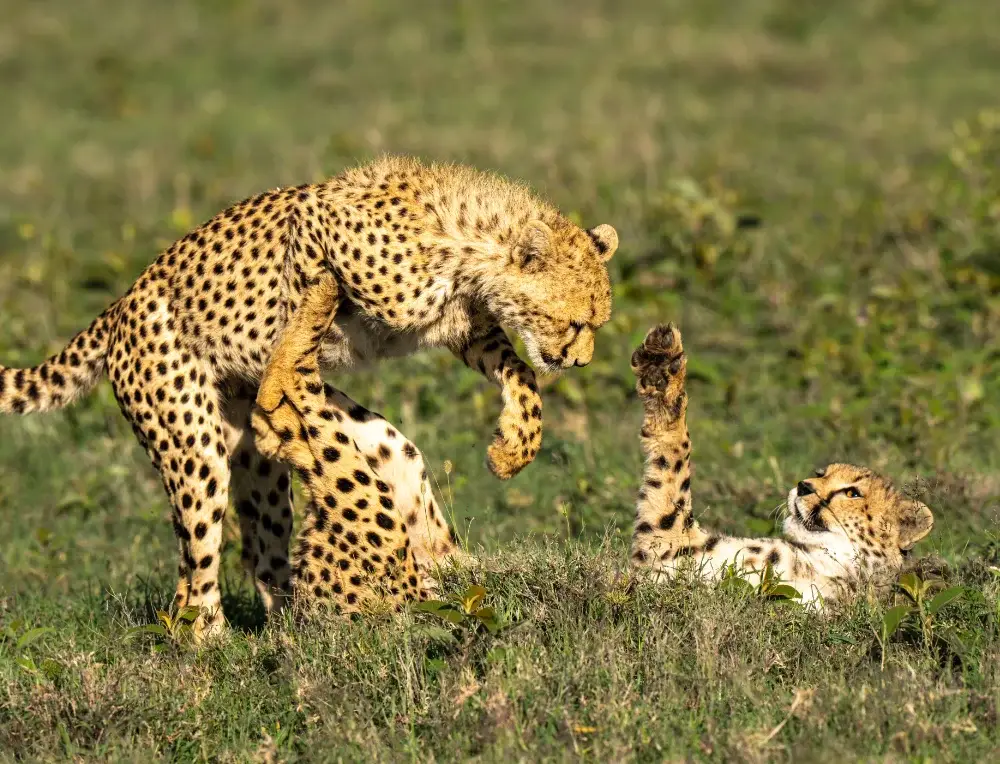 Two cheetah clubs playing in the grass, one is mid-pounce