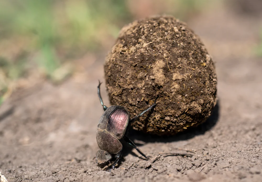 A dung beetle is rolling a large round piece of dung