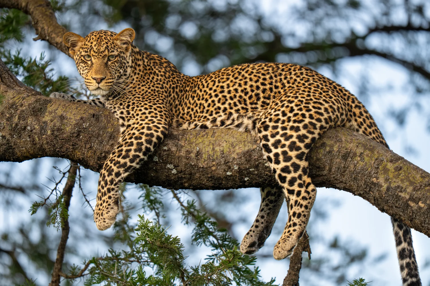 Leopard lazily laying in a tree, looking at the camera