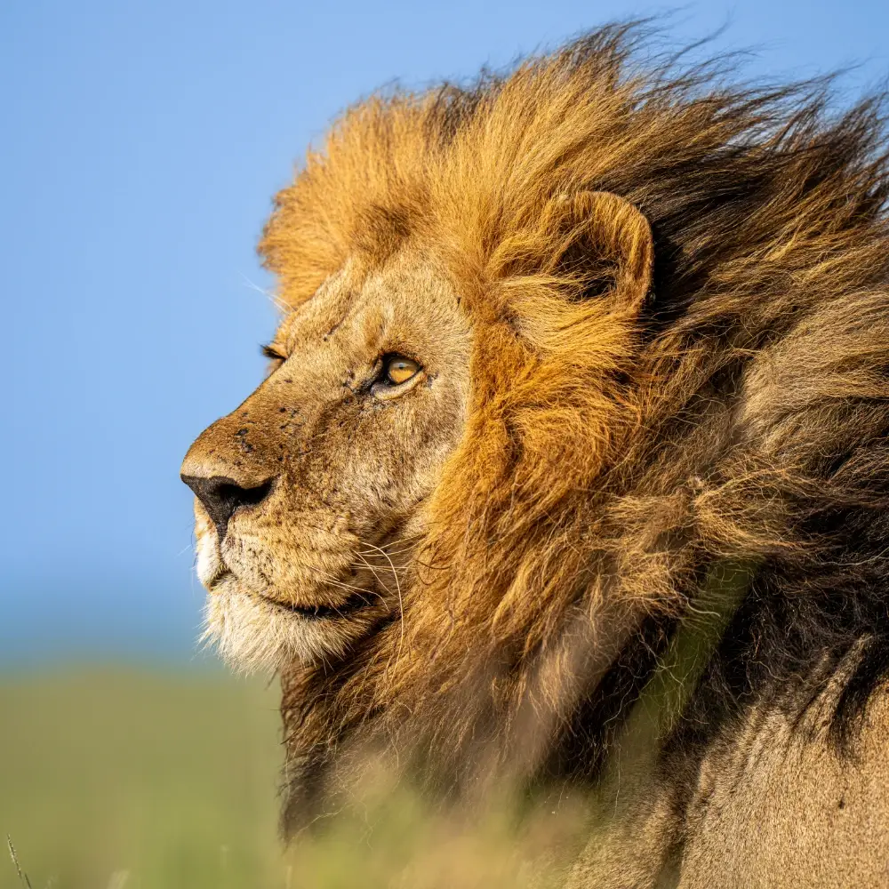 Male Lion facing sunrise