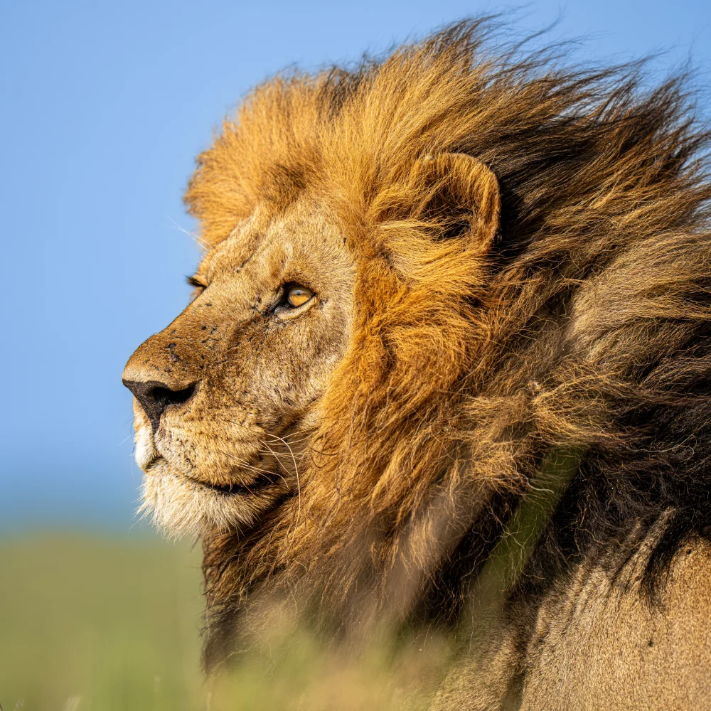 Close up of a male lion facing the sunrise