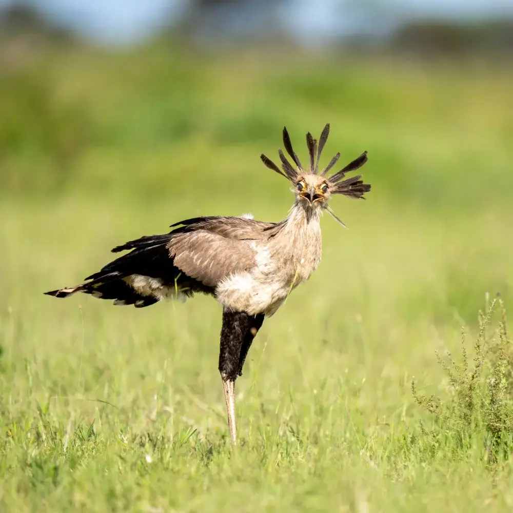 A secretary bird stands in the grass, looking at the camera, beak open and feathers flayed