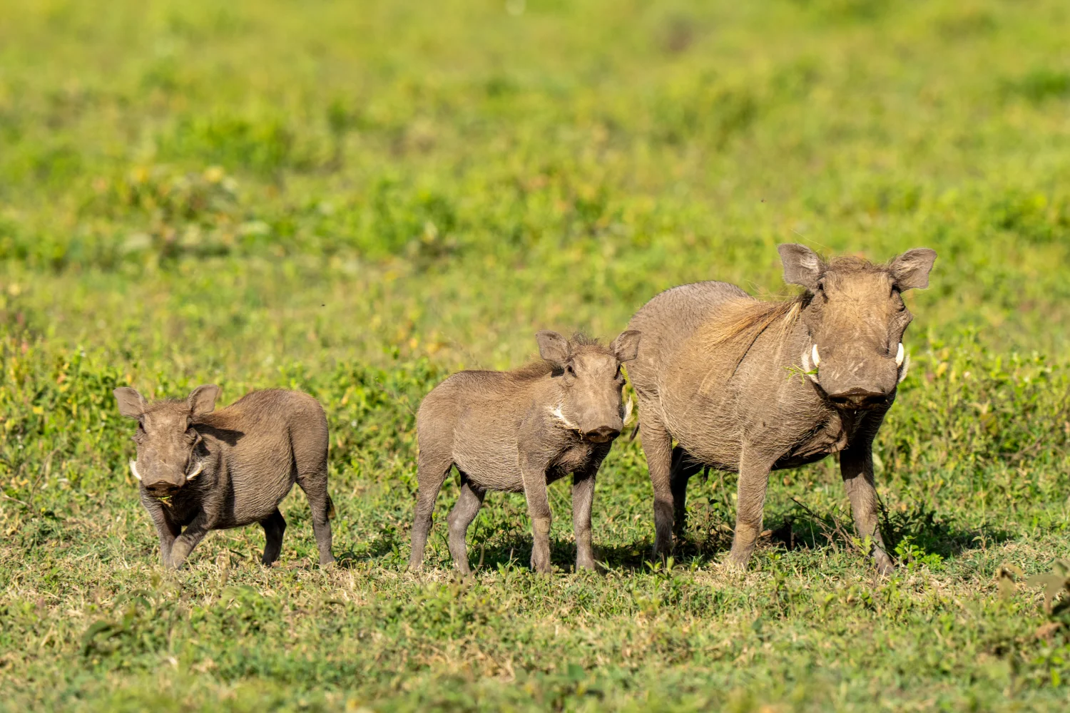 A family of three warthogs walks across the grass, all looking at the camera