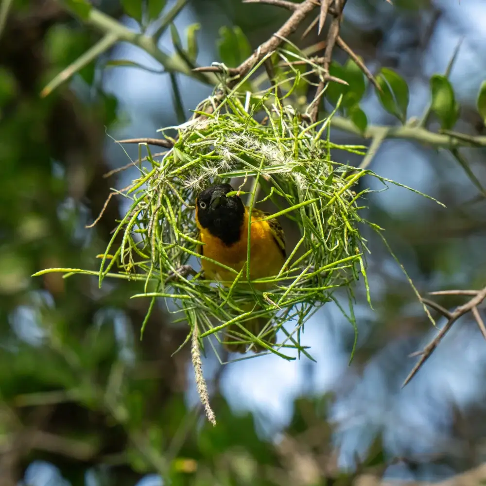 Weaver bird building a green grassy circular nest on a thorny branch