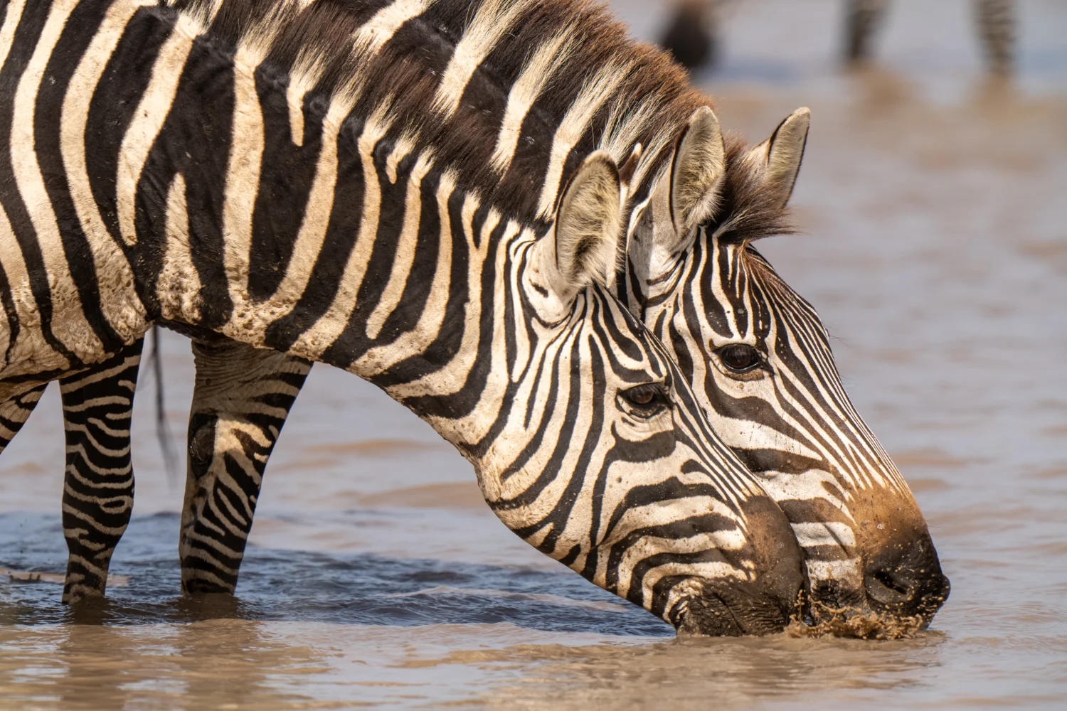 Close up of two zebras drinking