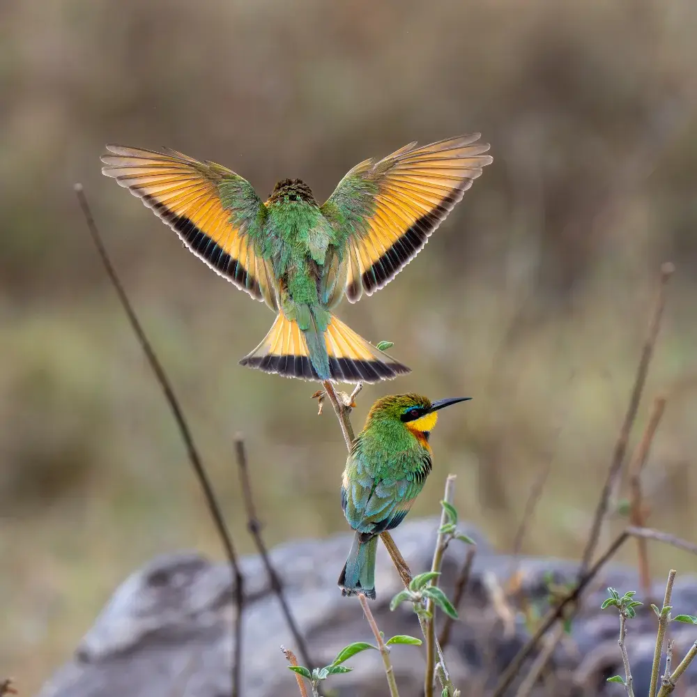 Two colorful bee eater birds on a small branch. One has spread their wings and launched into flight
