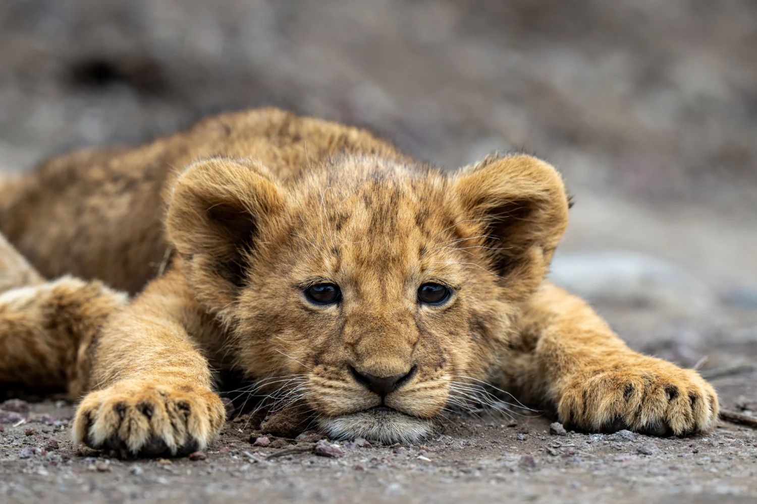 Close up of a lion cub laying on the ground