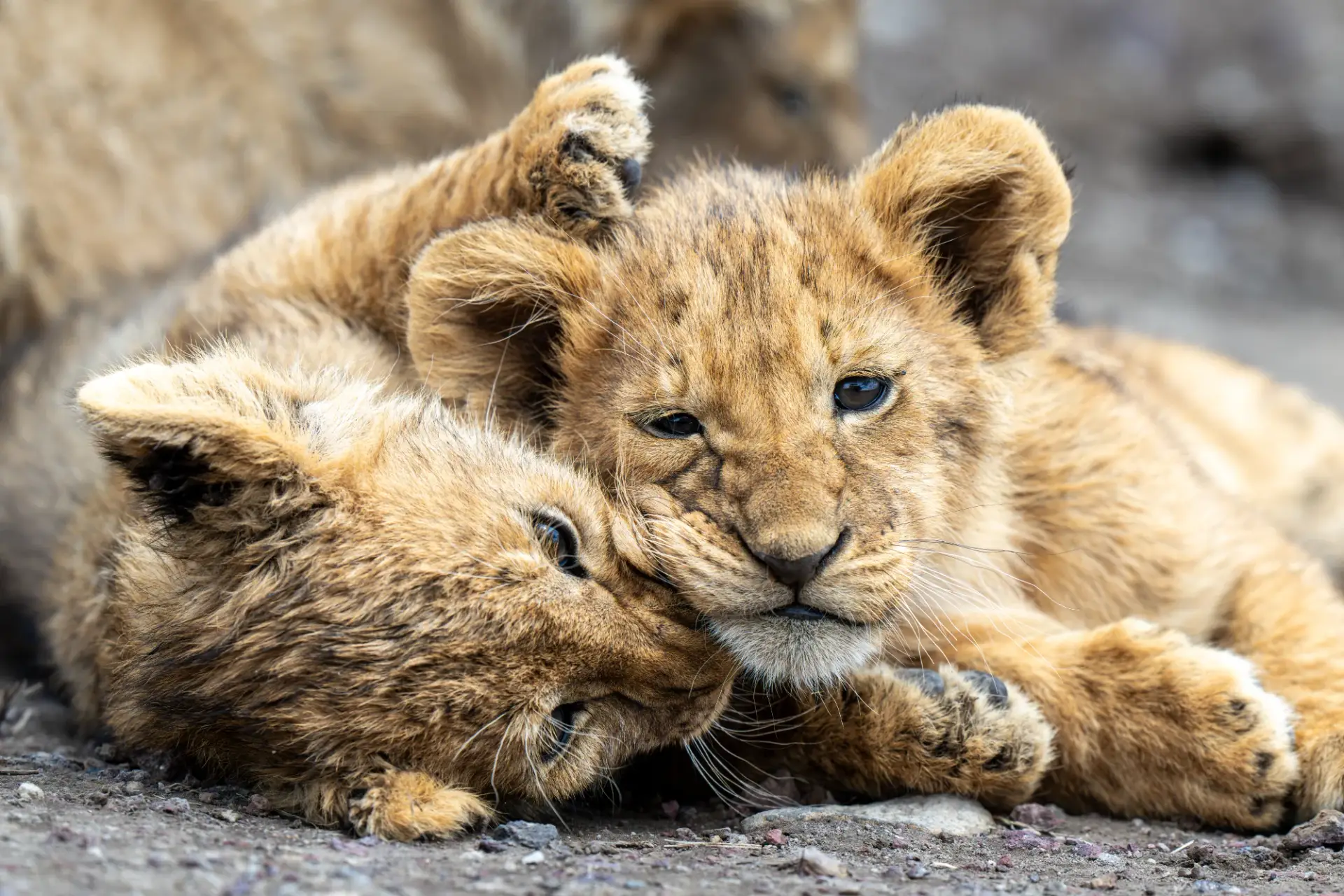 Close up of two lion cubs lazily playing together lying on the ground